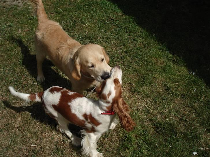 Cocker spaniel Fie - Her leger Fie med fætter Viking:) billede 4