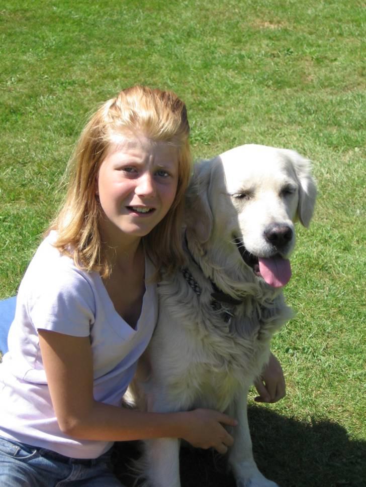 Golden retriever Marco`s samson - er jeg ikke smuk? billede 11