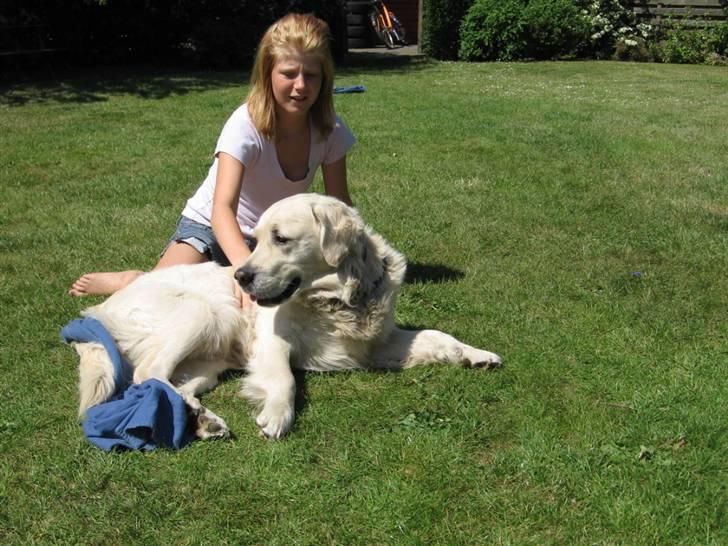 Golden retriever Marco`s samson - leger med Kamilla billede 12