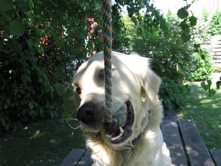 Golden retriever Marco`s samson - hvorfor tager du den fra mig billede 13