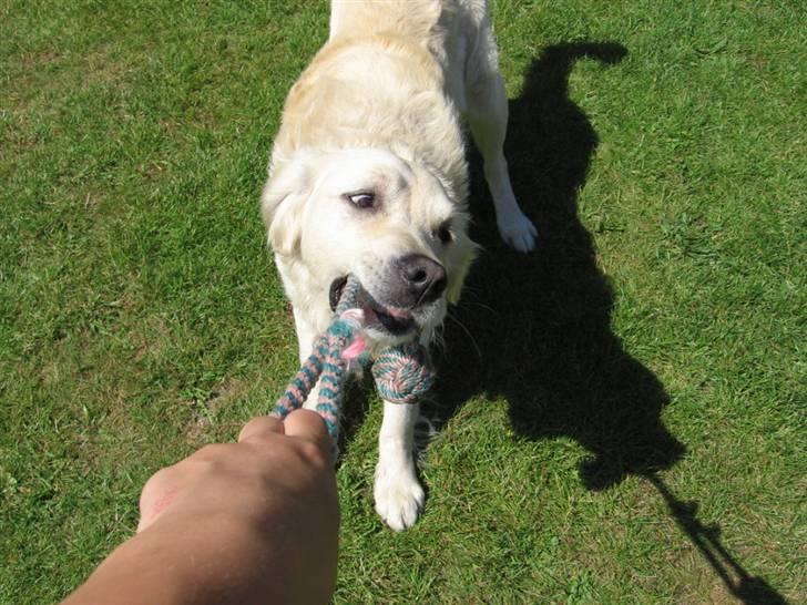 Golden retriever Marco`s samson - hvem er stærkerst? dig eller mig? billede 14