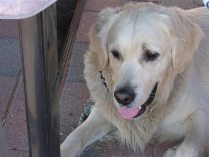 Golden retriever Marco`s samson - uhh det er dejlig og ligge i skykken under have bordet billede 15