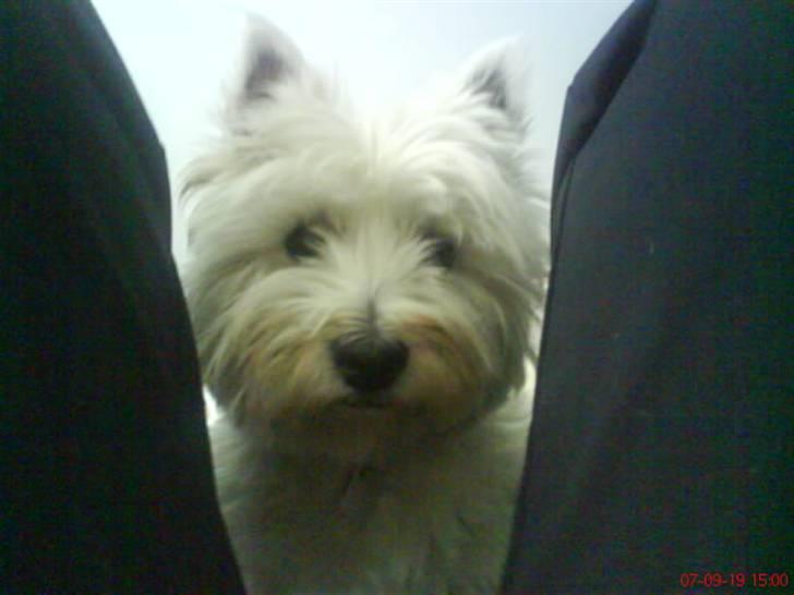 West highland white terrier Luna - Her er hun, hvor hun er en lille smule nysgerrig billede 1
