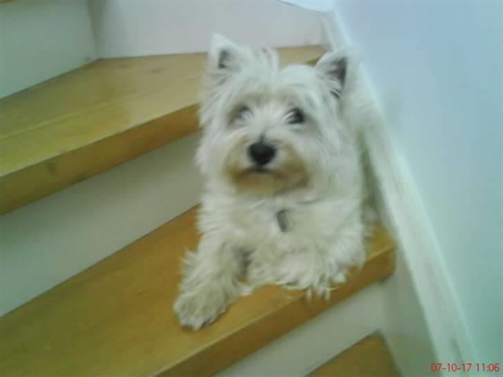 West highland white terrier Luna - Her ligger hun og hviler sig på trappen billede 2