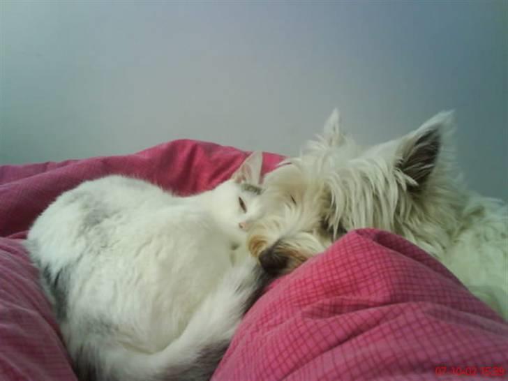 West highland white terrier Luna - Luna ligger og sover sammen med katten Herbert. "BEST FRIENDS" billede 3
