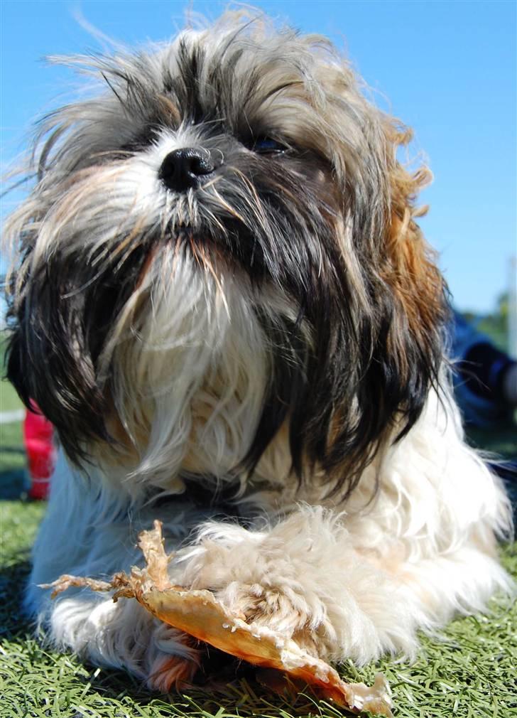 Shih tzu Nala - R.I.P. billede 15