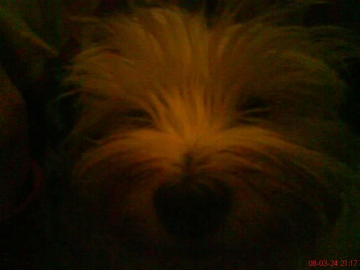 West highland white terrier Luna - Hun var lidt nysgerrig da jeg skulle tage et billede af hende billede 4