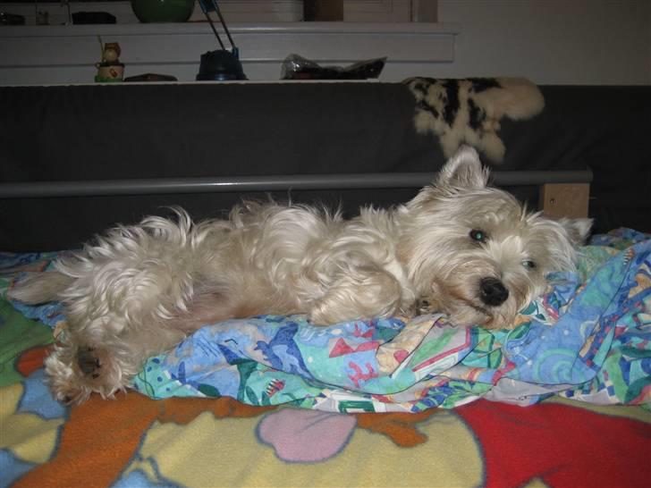 West highland white terrier Luna - Luna er meget træt, så hun ligger og halvsover billede 5