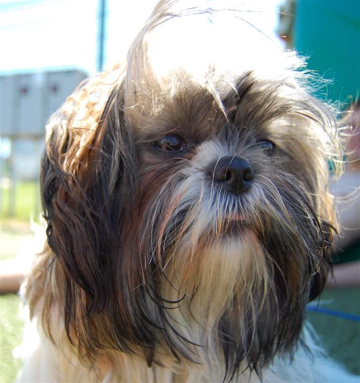 Shih tzu Nala - R.I.P. billede 16