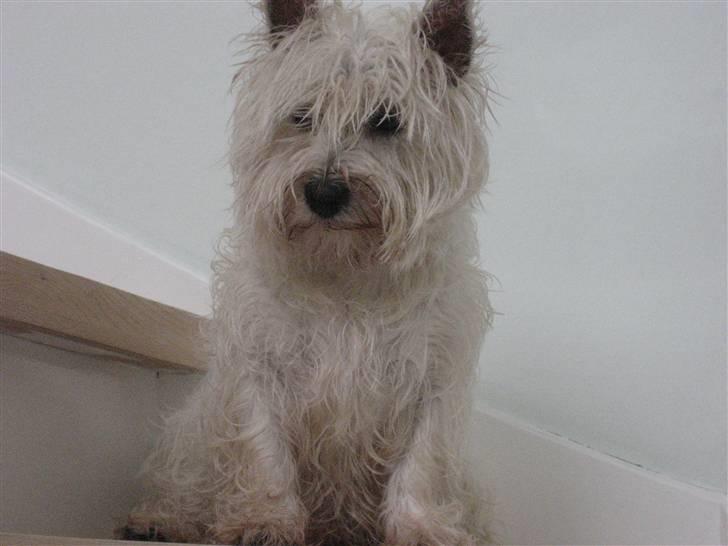 West highland white terrier Luna - Her har hun lige været i bad billede 6