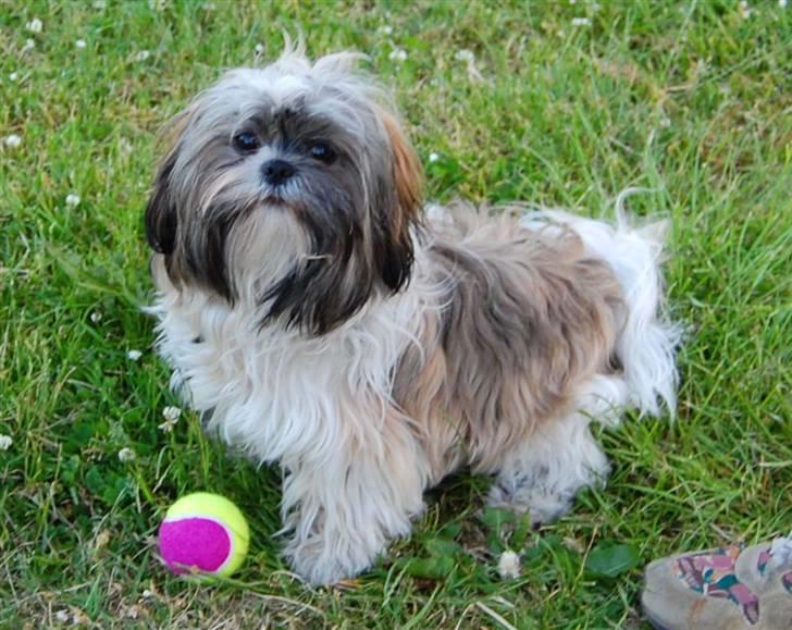 Shih tzu Nala - R.I.P. billede 17