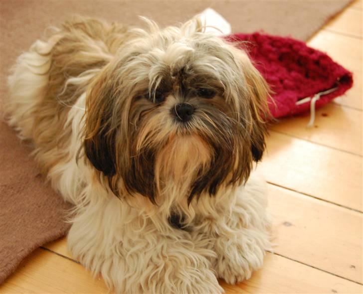 Shih tzu Nala - R.I.P. billede 18
