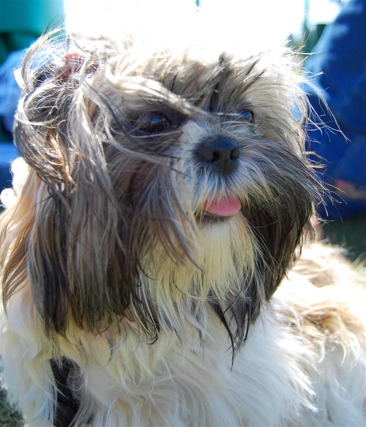 Shih tzu Nala - R.I.P. billede 19