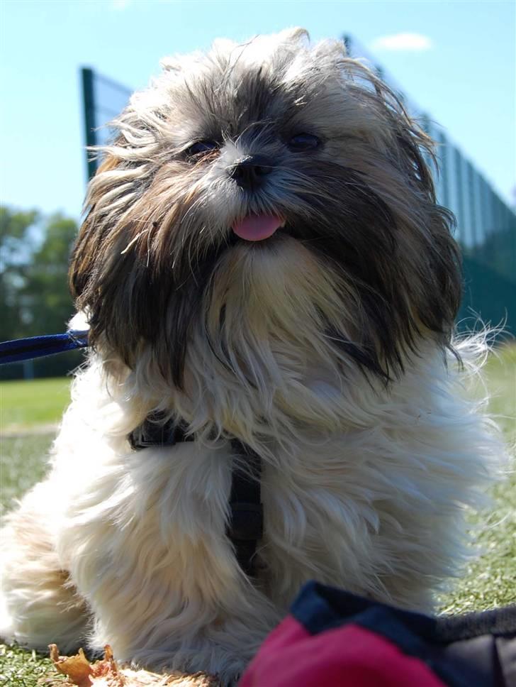 Shih tzu Nala - R.I.P. billede 20