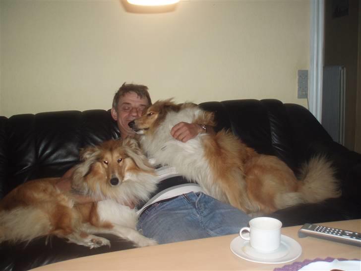 Golden retriever bernhard billede 12