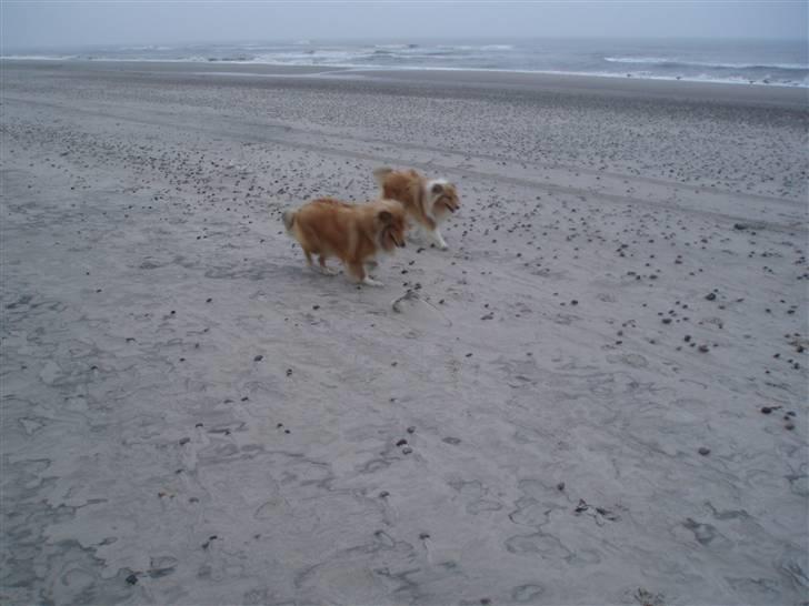 Golden retriever bernhard billede 13