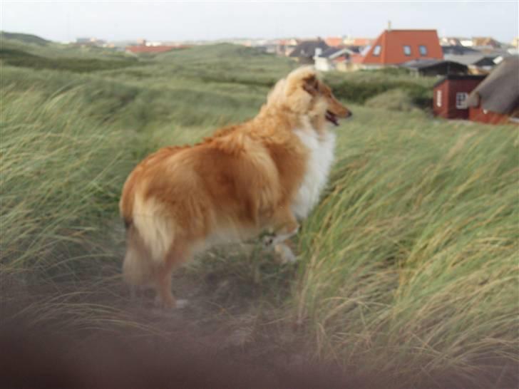 Golden retriever bernhard billede 14