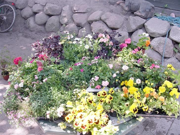 Golden retriever bernhard billede 15