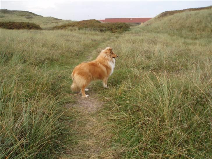 Golden retriever bernhard billede 16