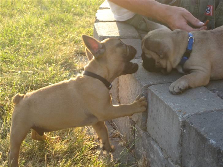 Fransk bulldog **Bosco** - mig og min ven Jihlo 10,5 uger billede 6
