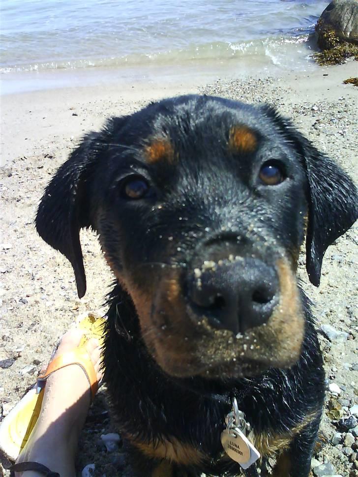 Rottweiler Luna (2008-2008) - på stranden og bade...14 uger billede 14