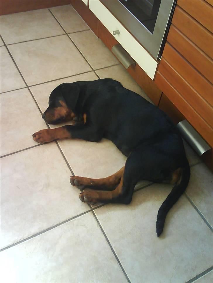 Rottweiler Luna (2008-2008) - skal altså lige have en lur.. billede 15