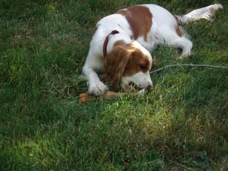 Cocker spaniel Fie billede 7