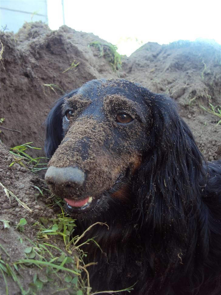 Gravhund Sigurd - Nej da, min hund er slet ikke glad for ar grave. ;) billede 18