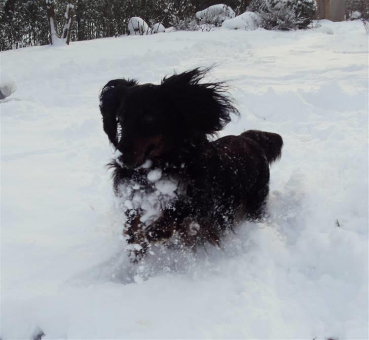 Gravhund Sigurd billede 19