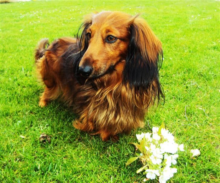 Dværggravhund Oskar billede 20
