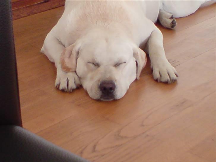 Labrador retriever Rolex billede 19