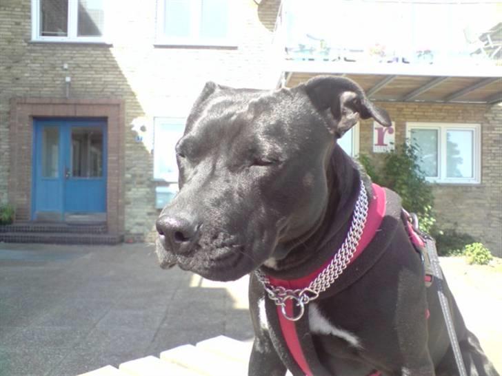 Amerikansk staffordshire terrier akira  billede 6