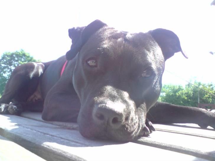 Amerikansk staffordshire terrier akira  billede 7