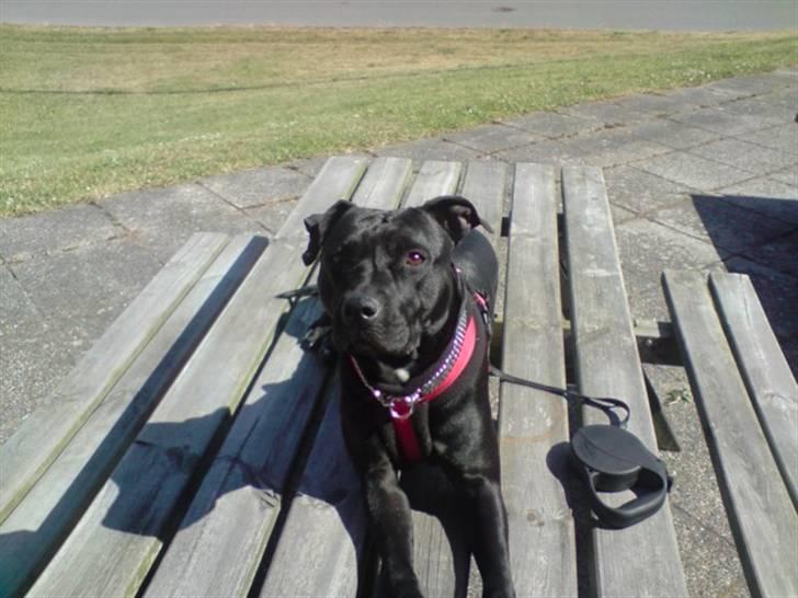 Amerikansk staffordshire terrier akira  billede 8