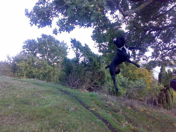 Amerikansk staffordshire terrier akira  billede 9