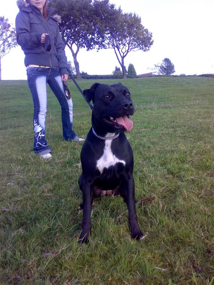 Amerikansk staffordshire terrier akira  billede 10