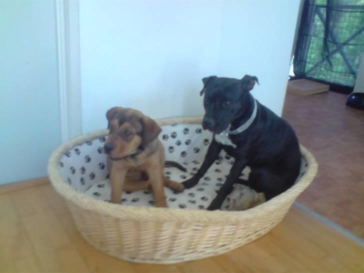 Amerikansk staffordshire terrier akira  billede 11