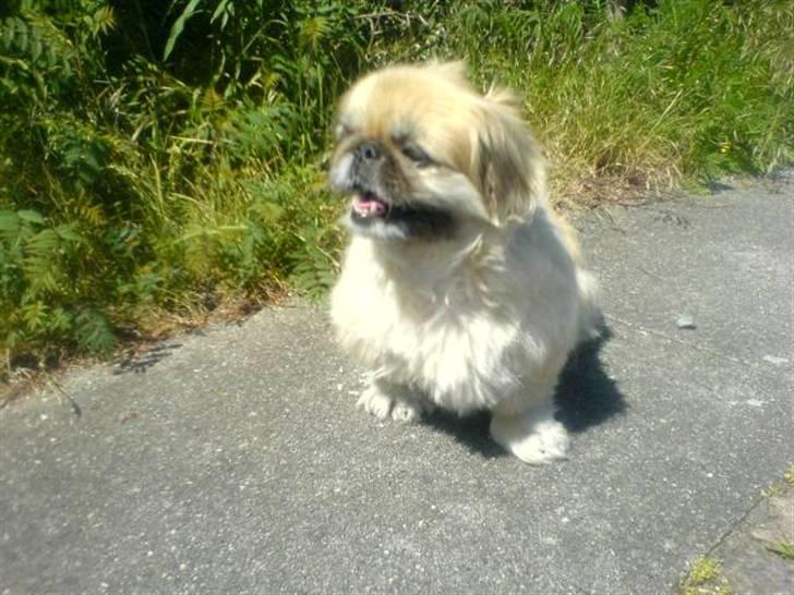 Pekingeser Line R.I.P Min skat - ude og nyde solen billede 20