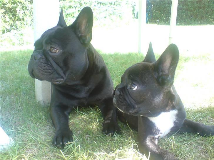 Fransk bulldog Chaco - Chaco og Nemo  billede 4