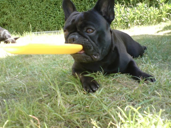 Fransk bulldog Chaco billede 5