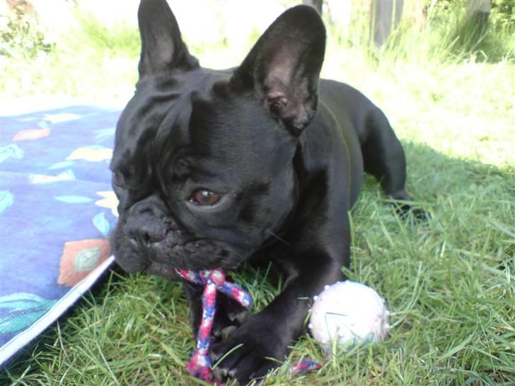 Fransk bulldog Chaco billede 6