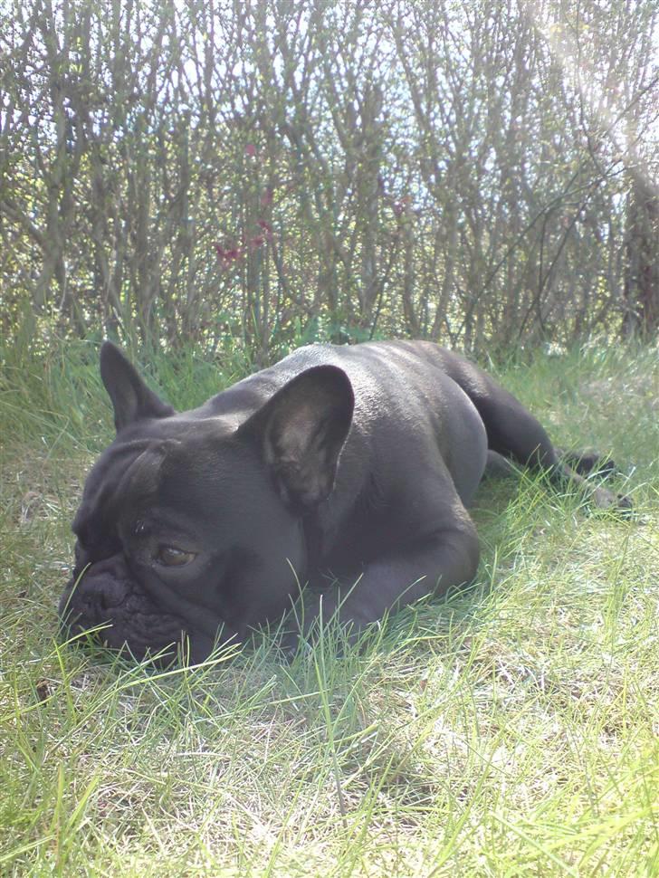 Fransk bulldog Chaco - tager lige en slapper billede 7