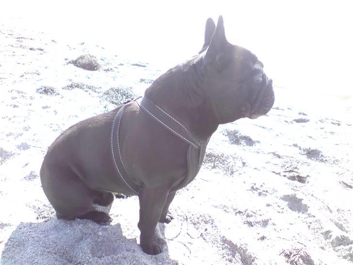 Fransk bulldog Chaco - kongelunden (stranden) billede 8