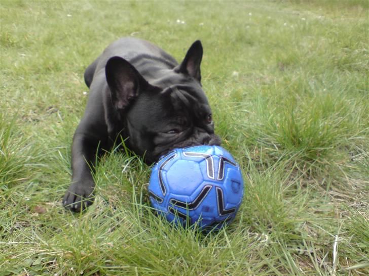 Fransk bulldog Chaco billede 9