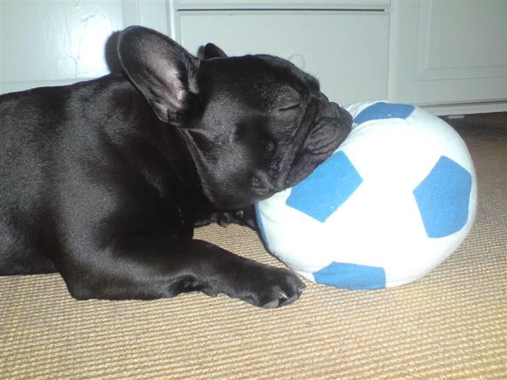 Fransk bulldog Chaco - slipper den ikke af syne .. go`nat billede 10