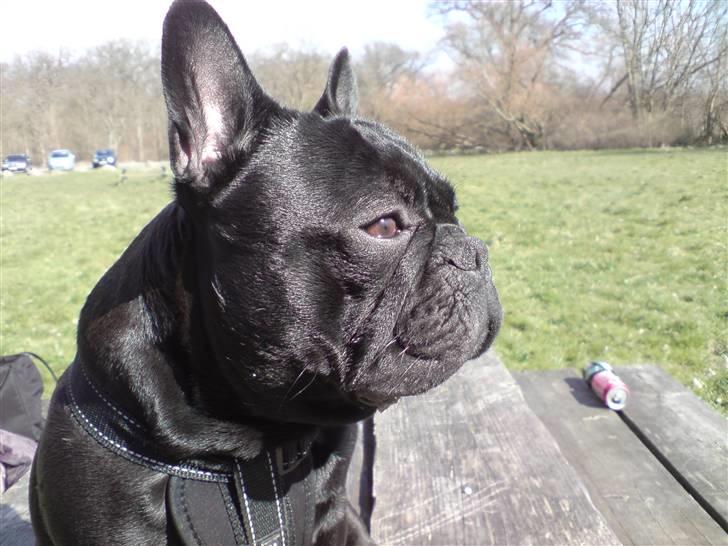 Fransk bulldog Chaco billede 11