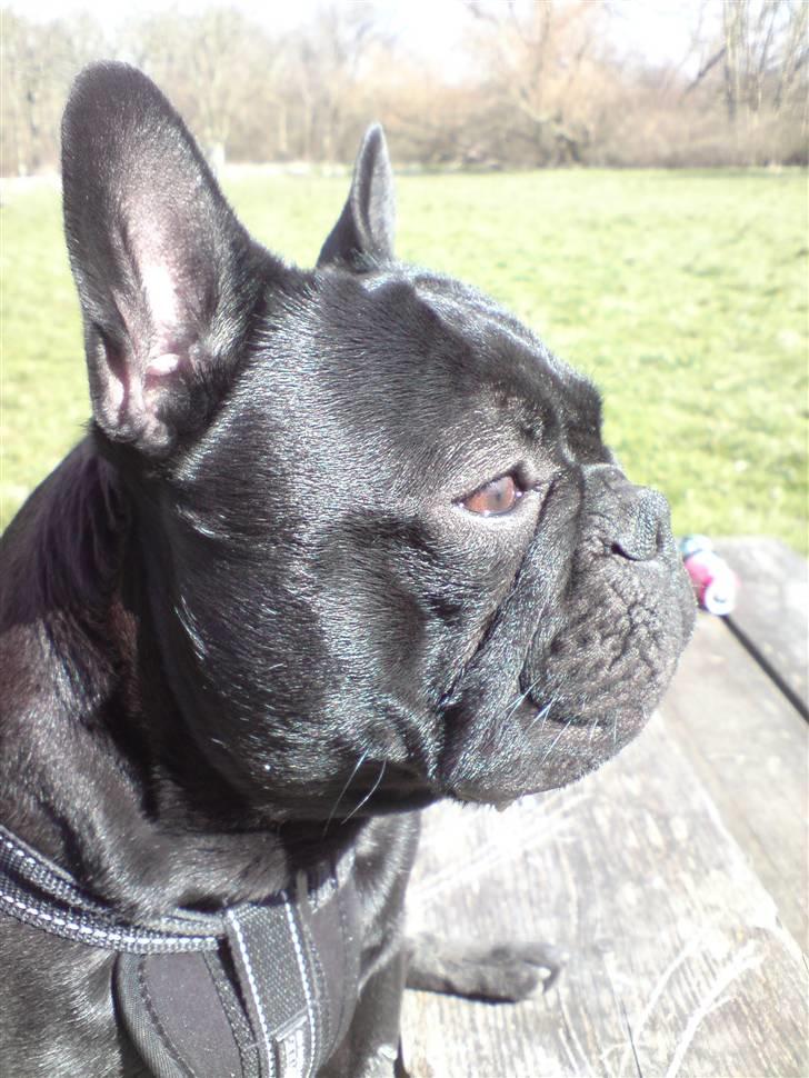 Fransk bulldog Chaco billede 12