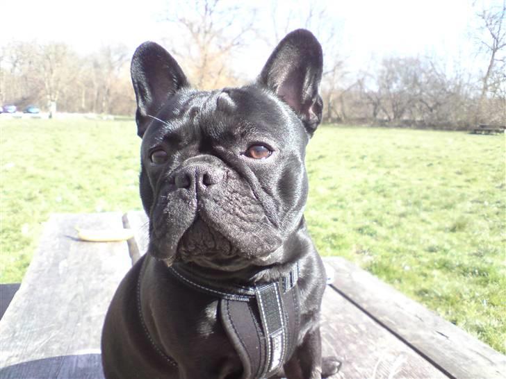 Fransk bulldog Chaco billede 13