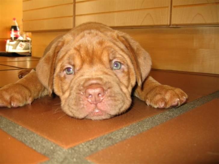 Dogue de bordeaux Cobberhouse's Buena Vista - Lille næsten nyfødt Binepigen:o) billede 1