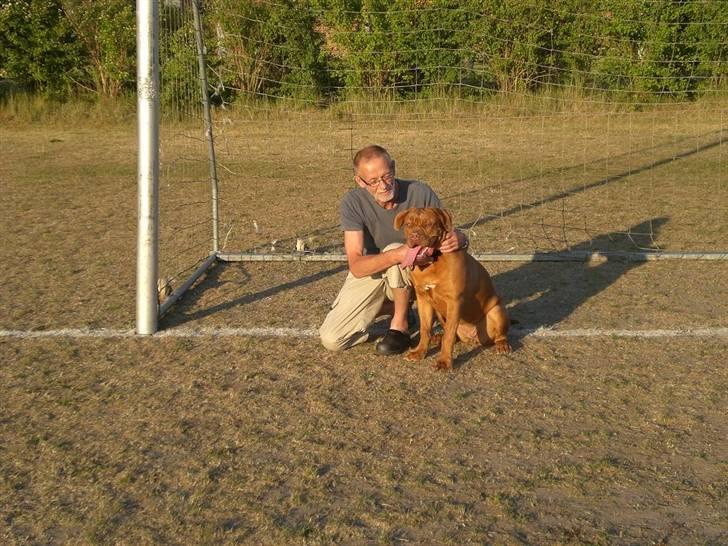Dogue de bordeaux Cobberhouse's Buena Vista - Med morfar på gåtur billede 2